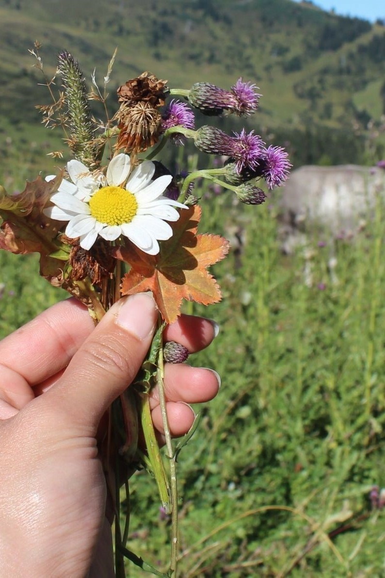 Biofilisk design med tapeter laget av blomster fra de tyrolske alpene