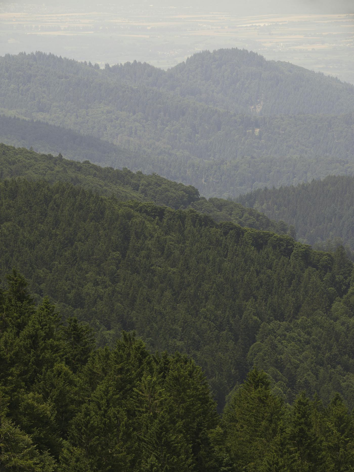 Schwarzwald forest 2022 Photo Hampus Berndtson high res 6