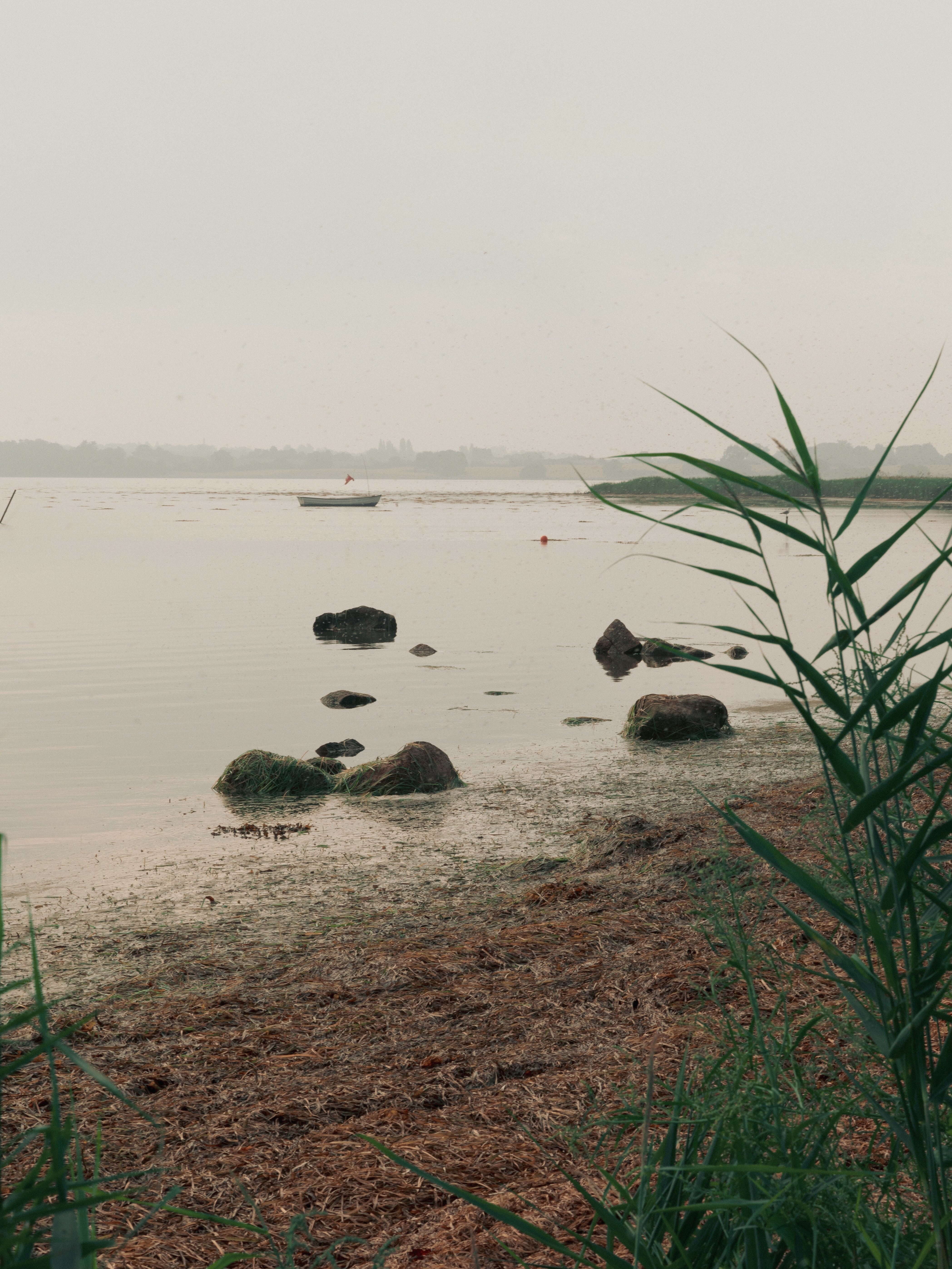 Sould Eelgrass at the sea