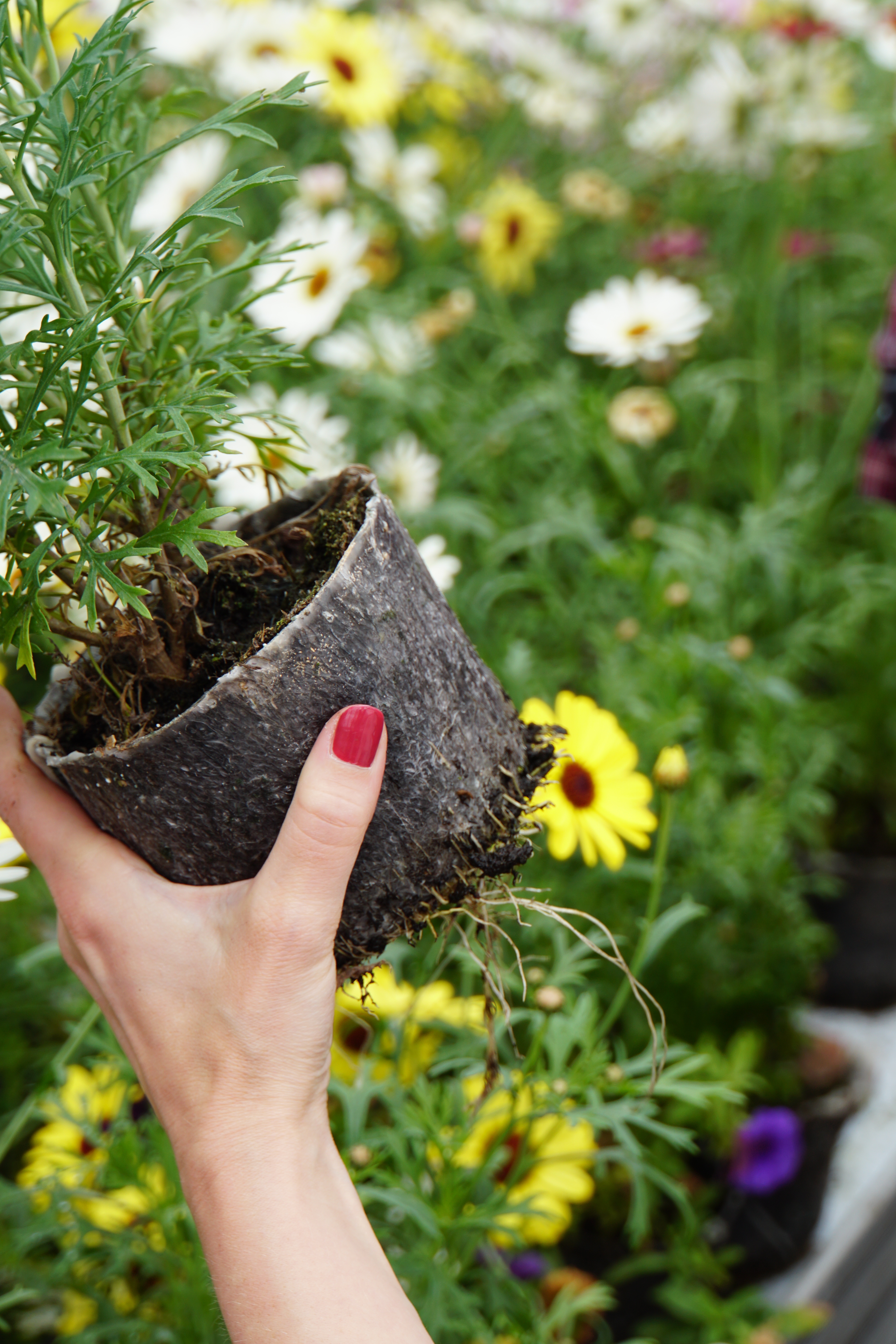 Woolly Pot Flower